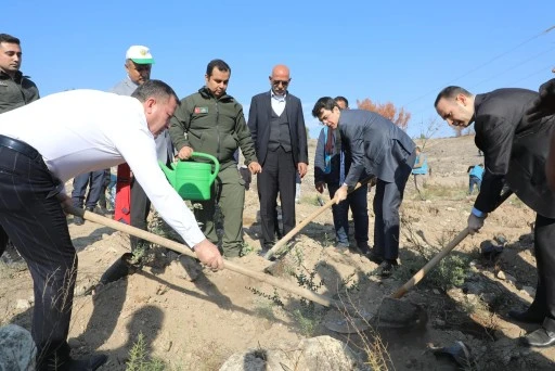 1000 Adet Nizip Zeytini fidesi dikti