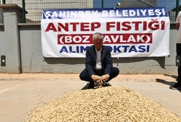 ŞAHİNBEY BELEDİYESİ FISTIK ALIMINA BAŞLADI