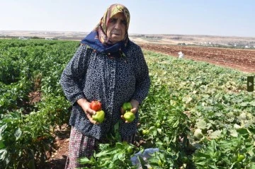 ŞAHİNBEY BELEDİYESİ’NİN FİDELERİ KURUTMALIK OLUYOR