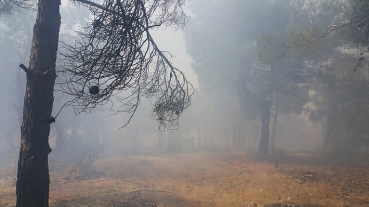 Gaziantep'te orman yangını