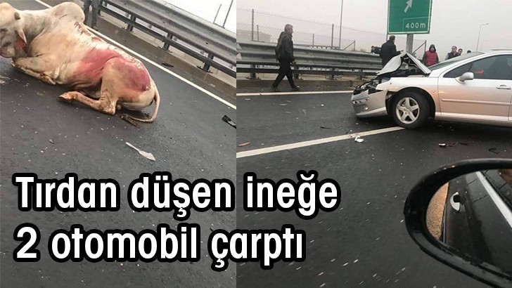 Tırdan düşen ineğe 2 otomobil çarptı