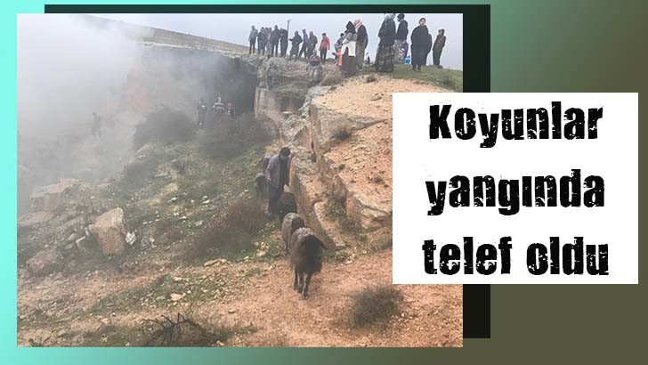 Koyunlar yangında telef oldu