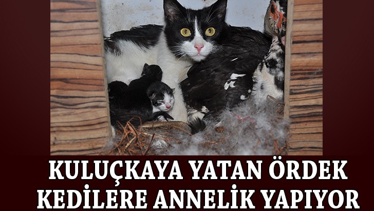 Kedi yavrularına, ördek annelik yapıyor