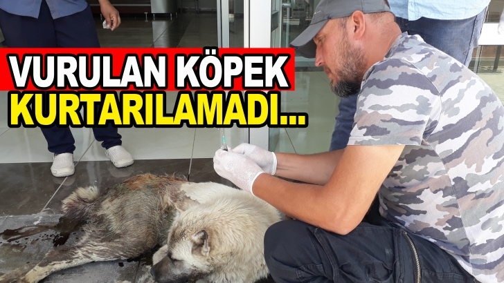 Gaziantep'te vurulan ve aile hekimliğine sığınan köpek kurtarılamadı