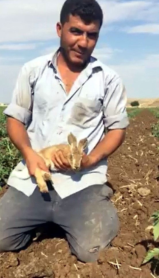 Tarlada Yakaladıkları Tavşanı Sevip Doğaya Bıraktılar