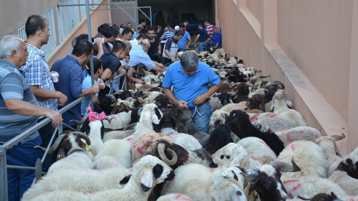 Gaziantep Yardım Vakfı'nda Kurban Bayramı Hazırlığı...