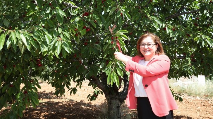 BAŞKAN FATMA ŞAHİN KIRAZ BAHÇELERİNİ ZİYARET ETTİ